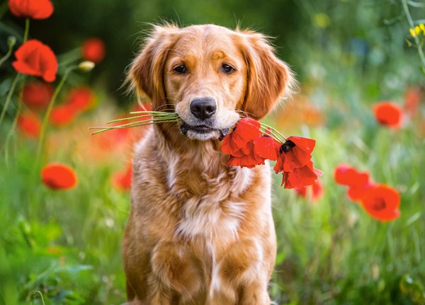 Flowers for You… - 180pc Jigsaw Puzzle By Castorland