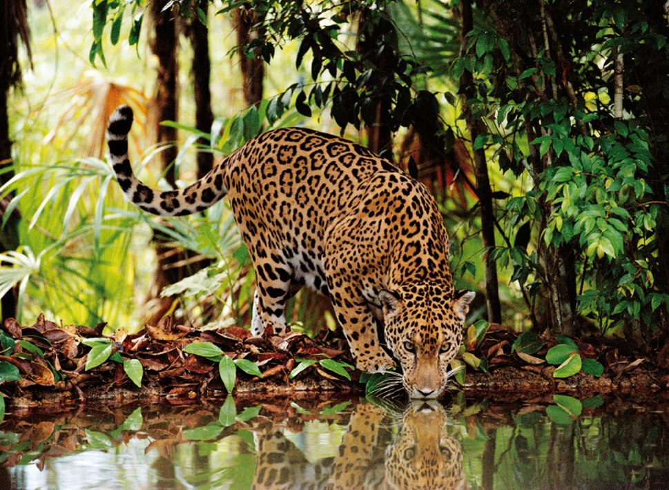 Leopard - 2000pc Jigsaw Puzzle by Clementoni