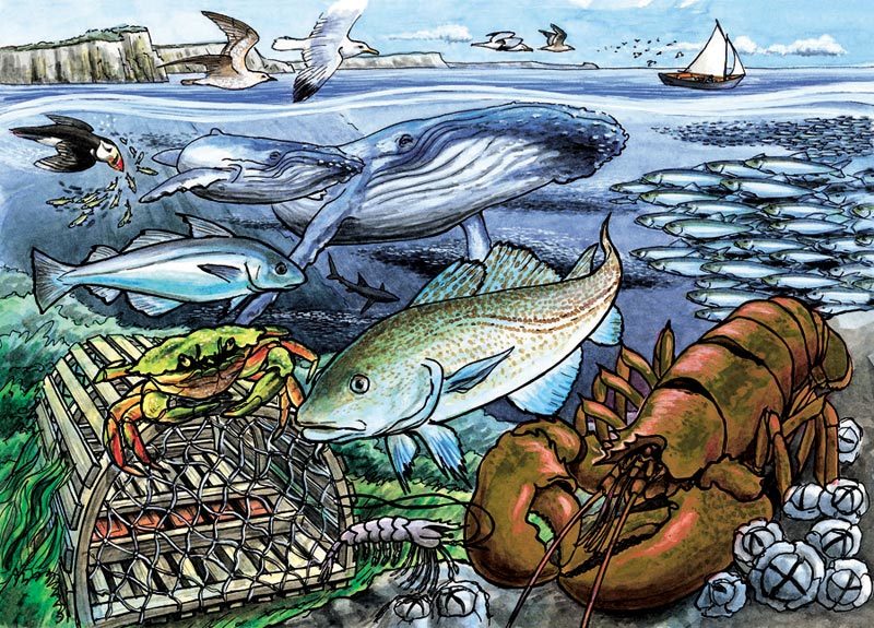Life in the Atlantic Ocean - 35pc Tray Puzzle by Cobble Hill
