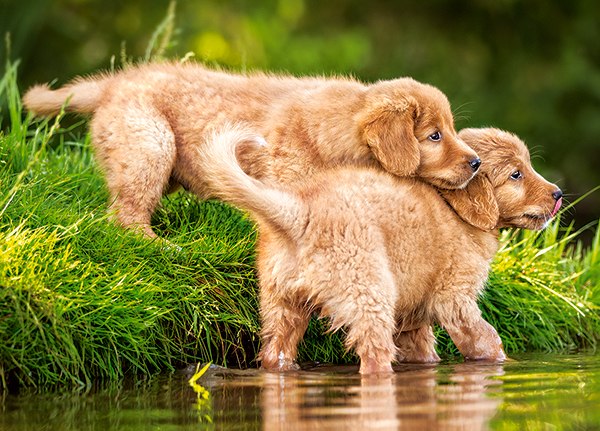 Puppies by the River - 60pc Jigsaw Puzzle By Castorland