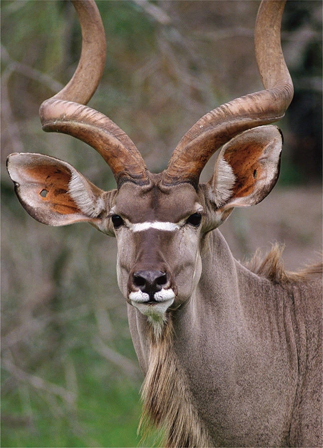 Wildlife: Kudu - 54pc Mini Jigsaw Puzzle by D-Toys