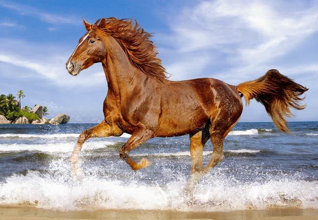 Horse on the Beach - 500pc Jigsaw Puzzle by Castorland