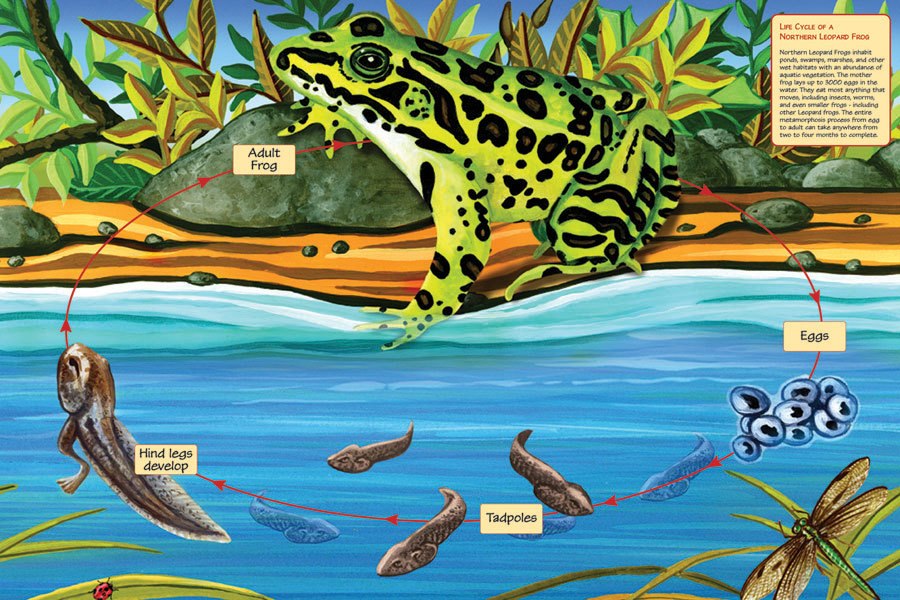 Life Cycle of a Nothern Leopard Frog - 48pc Floor Puzzle By Cobble Hill