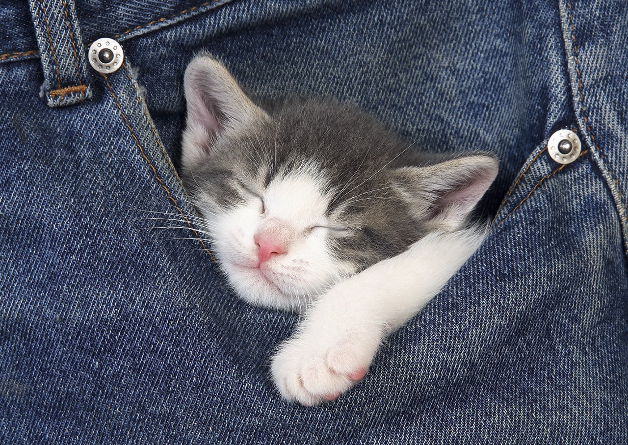 Sweet Dreams Or Sleeping Kitten - 500pc Jigsaw Puzzle by Educa  			  					NEW