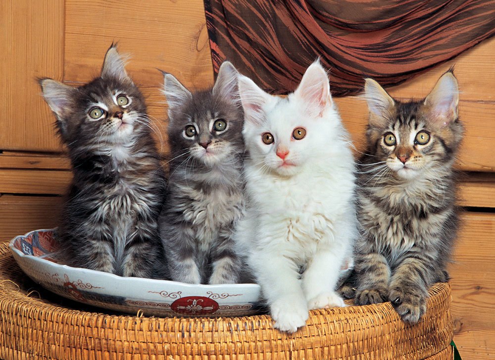 Maine Coon Cats - 500pc Jigsaw Puzzle By Tomax