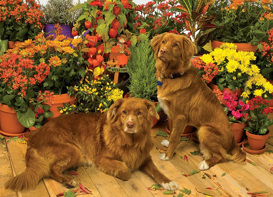 Duck Tollers - 1000pc Jigsaw Puzzle by Cobble Hill