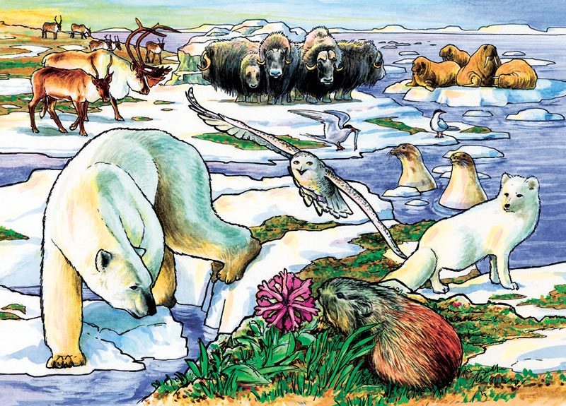 Arctic Adventure - 35pc Tray Puzzle by Cobble Hill