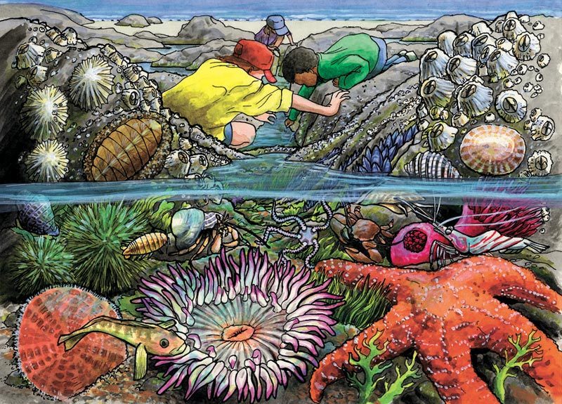 Exploring the Seashore - 35pc Tray Puzzle by Cobble Hill