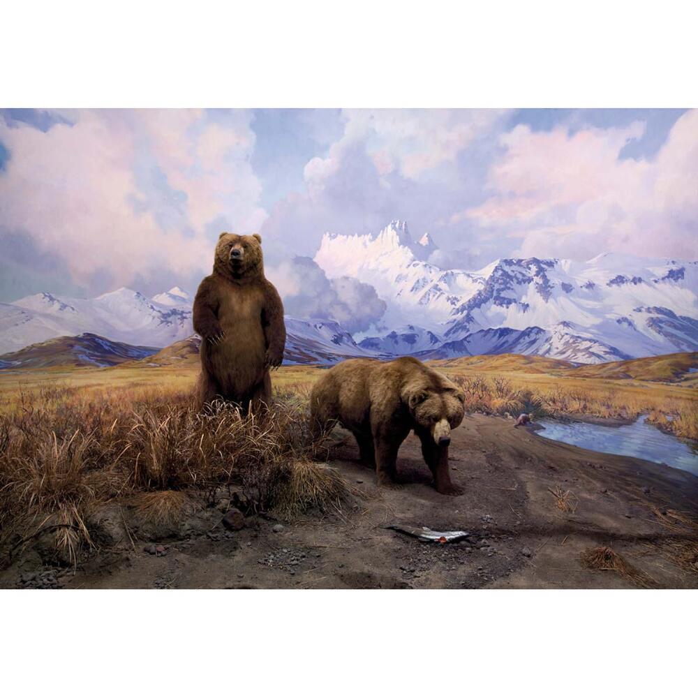 Alaska Brown Bear Diorama - 1000pc Jigsaw Puzzle by Pomegranate  			  					NEW