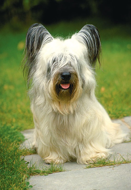 Lovely Puppy - 300pc Jigsaw Puzzle By Tomax