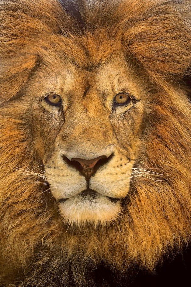 Lion Face - 500pc Jigsaw Puzzle by Clementoni