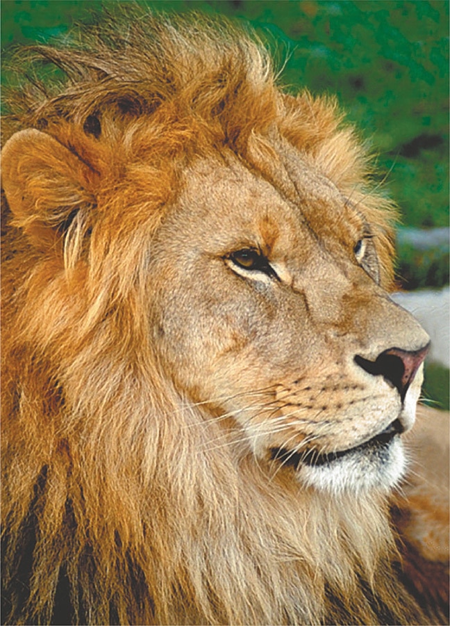 Wildlife: Lion - 54pc Mini Jigsaw Puzzle by D-Toys