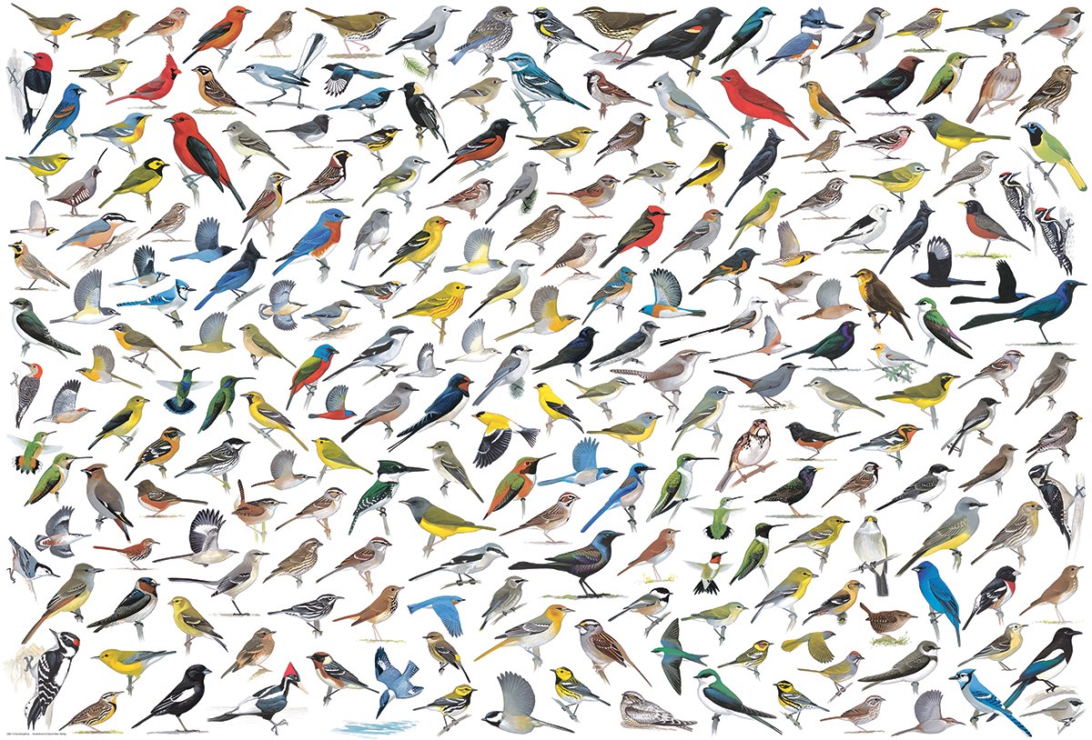 David Sibley: The World of Birds - 2000pc Jigsaw Puzzle by Eurographics