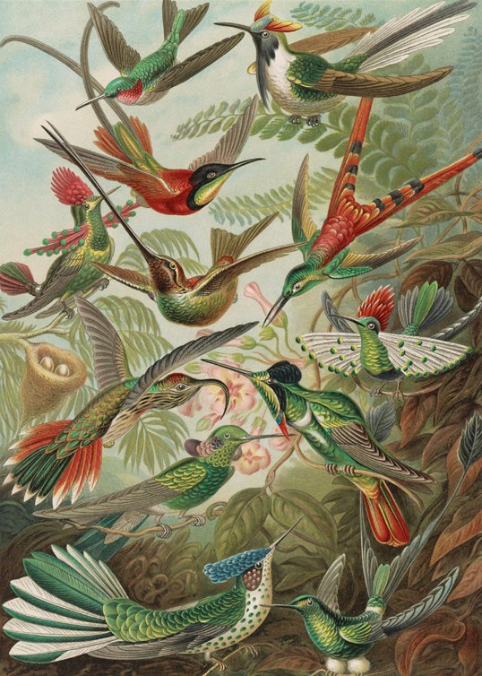Haeckel: Hummingbirds - 300pc Jigsaw Puzzle by Pomegranate  			  					NEW