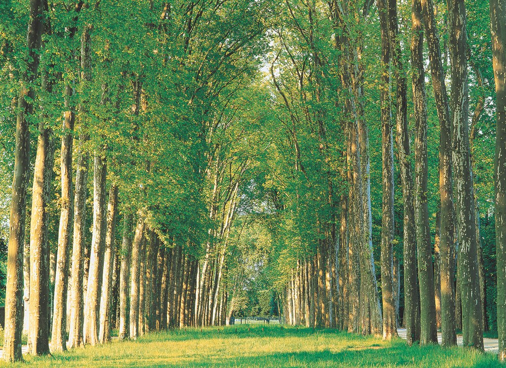 Tree-Lined Road - 500pc Jigsaw Puzzle by Tomax