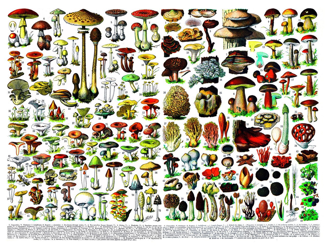 Mushrooms/Champignons - 1000pc Jigsaw Puzzle by New York Puzzle Company
