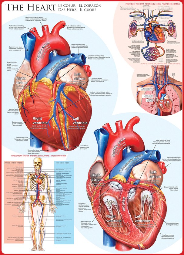 The Heart - 1000pc Jigsaw Puzzle by Eurographics