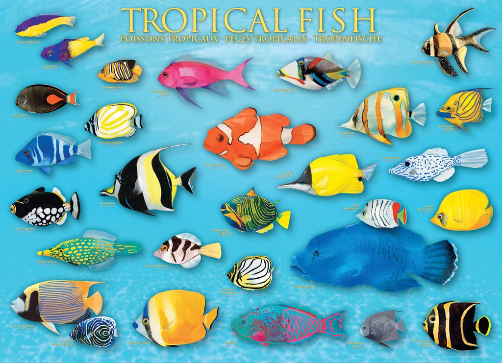 Tropical Fish - 1000pc Jigsaw Puzzle by Eurographics