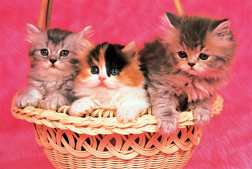 Kittens - 1000pc Jigsaw Puzzle by Tomax