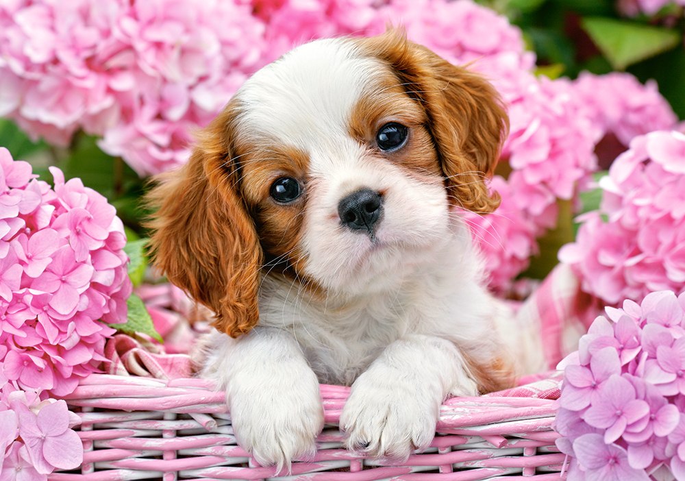 Pup in Pink Flowers - 500pc Jigsaw Puzzle By Castorland