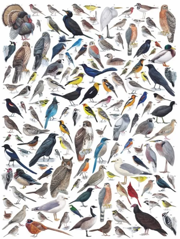 Birds of Western America - 1000pc Jigsaw Puzzle by New York Puzzle Company