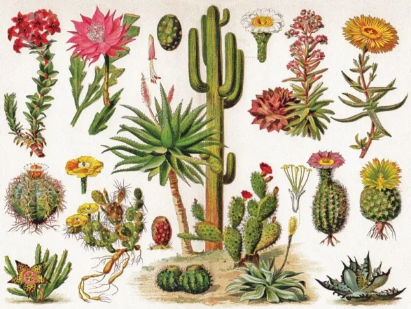 Cacti ~ Cactus - 1000pc Jigsaw Puzzle by New York Puzzle Company