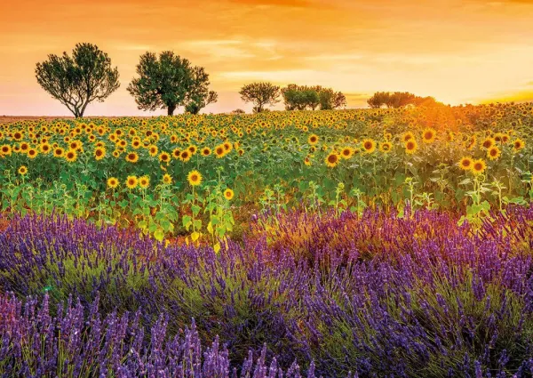 Fields of Sunflowers and Lavender - 1500pc Jigsaw Puzzle by Educa