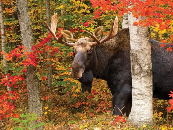 Autumn King - 550pc Jigsaw Puzzle By White Mountain