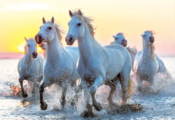 White Horses At Sunset - 1000pc Jigsaw Puzzle by Educa