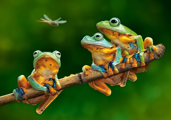 The Frog Companions - 500pc Jigsaw Puzzle By Castorland