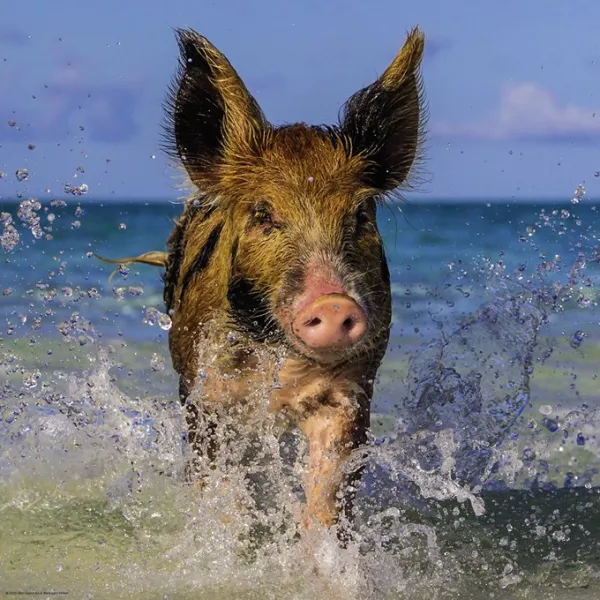 Paradise Pig - 1000pc Jigsaw Puzzle By Heye