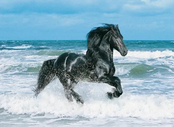 Black Horse - 500pc Jigsaw Puzzle by Clementoni
