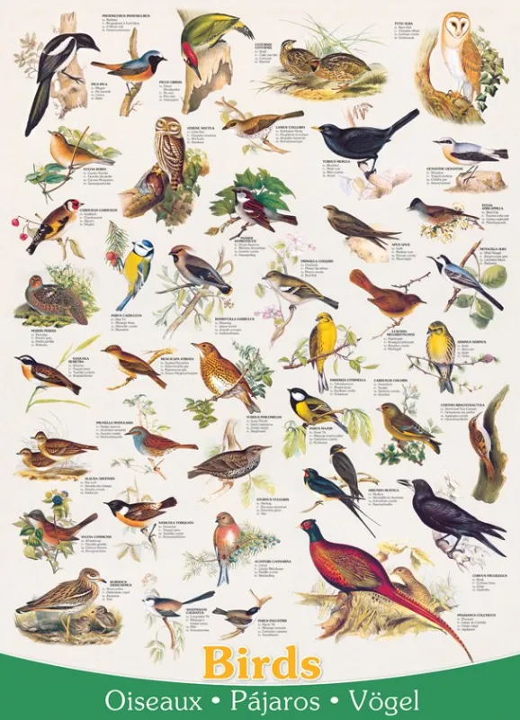 Birds - 1000pc Jigsaw Puzzle by Eurographics