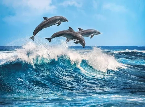 Dolphins - 500pc Jigsaw Puzzle by Clementoni