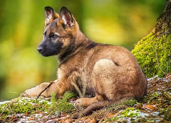 Puppy in the Forest - 120pc Jigsaw Puzzle By Castorland