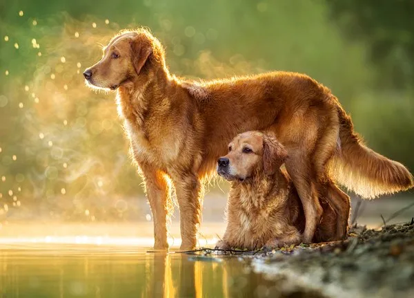 Best Friends - 180pc Jigsaw Puzzle By Castorland