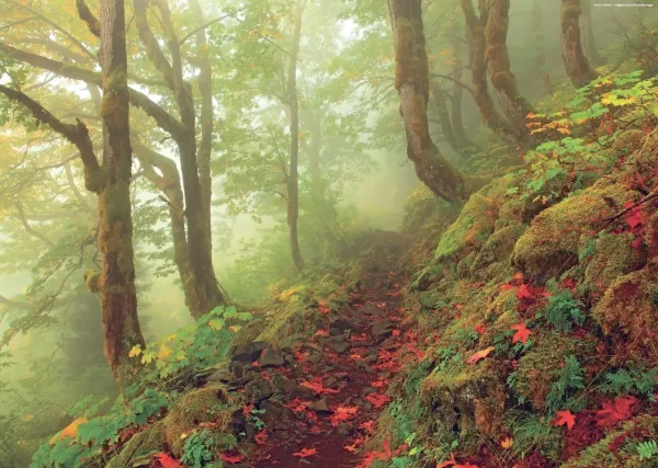 Path - 1000pc Jigsaw Puzzle By Heye