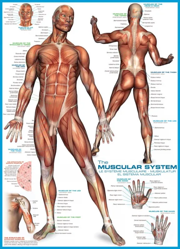 Muscular System - 1000pc Educational Jigsaw Puzzle by Eurographics