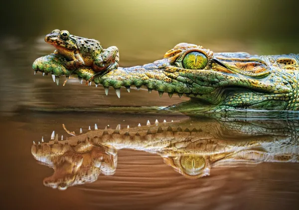 The Daredevil Frog - 500pc Jigsaw Puzzle By Castorland