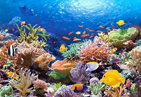 Coral Reef Fishes - 1000pc Jigsaw Puzzle by Castorland