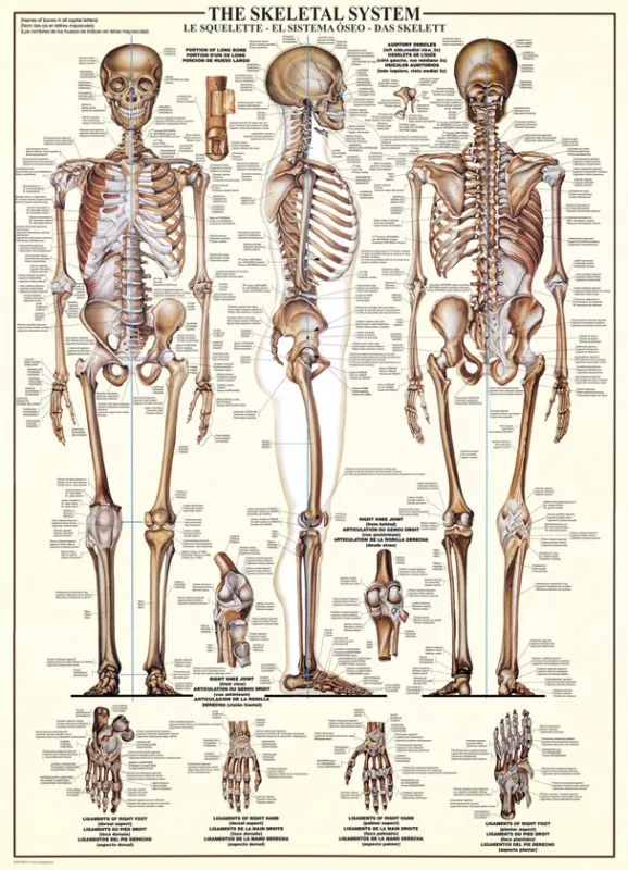 The Skeletal System - 1000pc Educational Jigsaw Puzzle by Eurographics