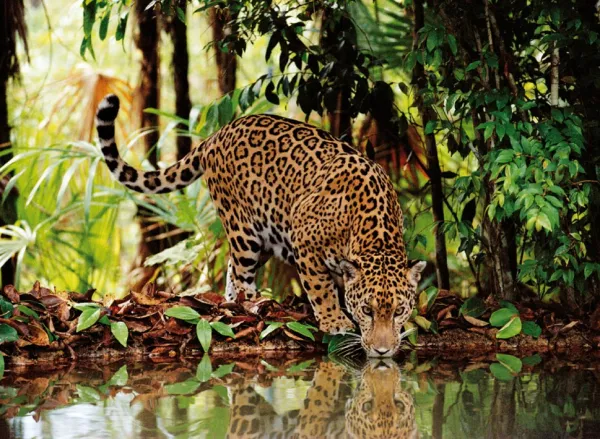 Leopard - 2000pc Jigsaw Puzzle by Clementoni