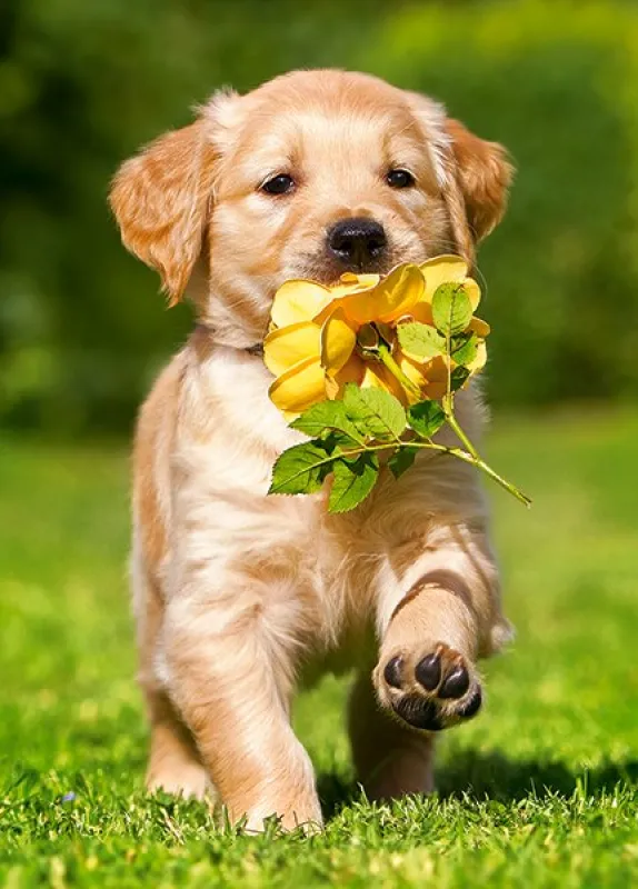 Puppy with Rose - 60pc Jigsaw Puzzle By Castorland