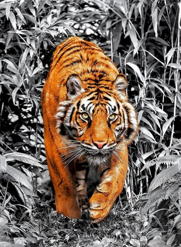 Platinum Collection: Tiger - 1000pc Jigsaw Puzzle by Clementoni