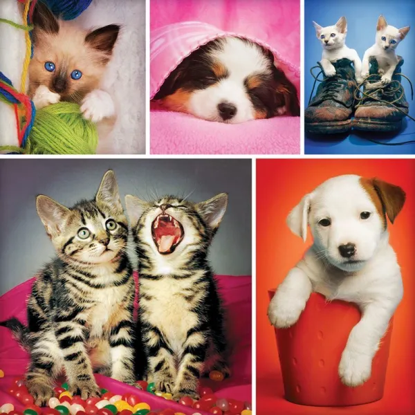 Instapaws: #NuzzleNoses - 500pc Square Jigsaw Puzzle By Masterpieces