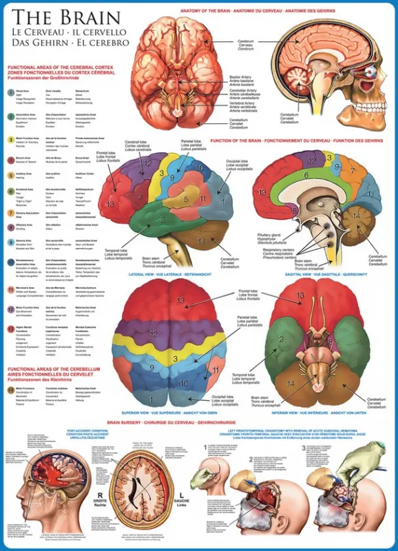 The Brain - 1000pc Educational Jigsaw Puzzle by Eurographics