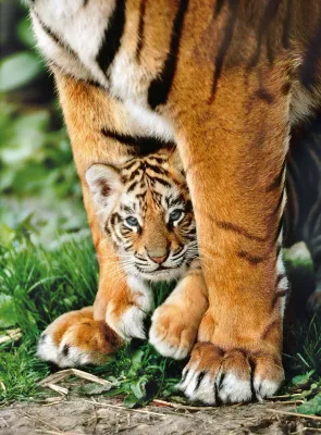 Bengal Tiger Cub - 500pc Jigsaw Puzzle by Clementoni