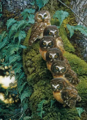 Family Tree - 1000pc Jigsaw Puzzle by Cobble Hill
