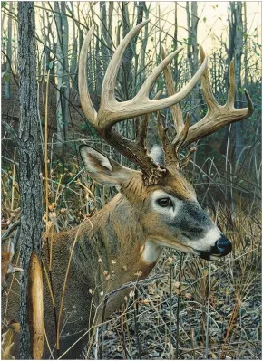 White-tailed Deer - 1000pc Jigsaw Puzzle By Cobble Hill