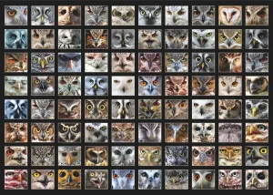 Owl Faces - 1000pc Jigsaw Puzzle By D-Toys
